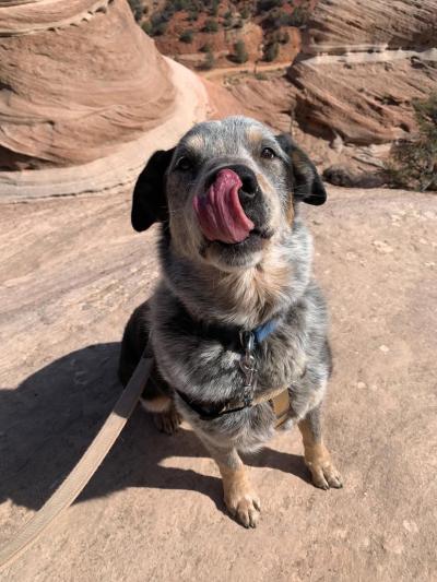 Zorro the dog outside on a leash licking his nose