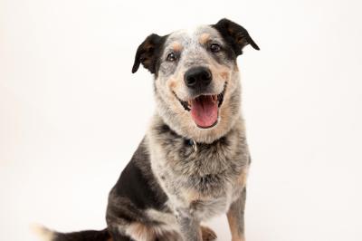 Zorro the heeler-type dog smiling with tongue out with a white background