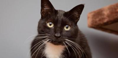 Tuxedo cat looking directly at camera