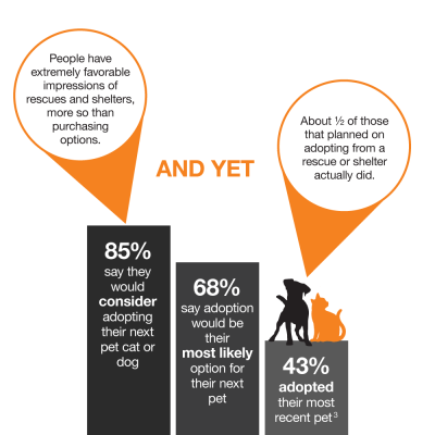 Graphic with statistics about pet adoption