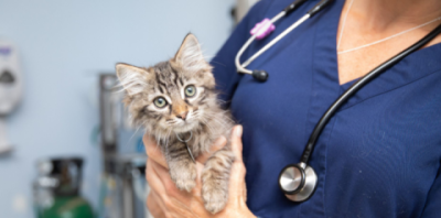 A vet holding a fluffy tabby kitten