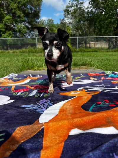 Peso the 13‑year‑old Chihuahua outside on a colorful blanket