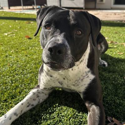 Bebe the dog lying outside on grass