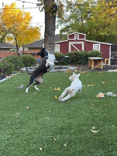 Bebe the dog outside jumping up to play with another dog