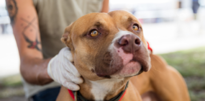 A big light brown and white dog looks just off camera