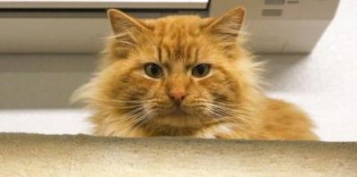 Orange long haired cat peeking over edge