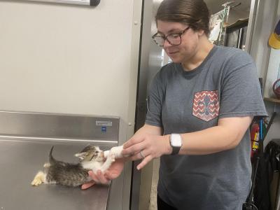 Person bottle feeding a neonatal kitten