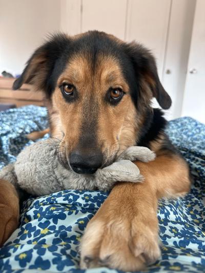 Bolt the dog with his favorite dog in his mouth