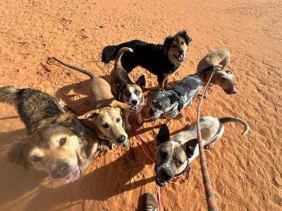 Bolt the dog with a bunch of other dogs outside in sand