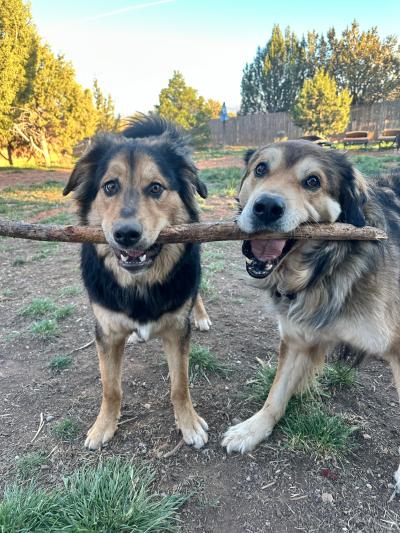 Bolt the dog with another dog with a large stick in both their mouths