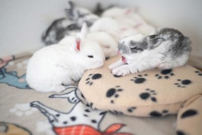 Baby bunnies with one stretching and yawning