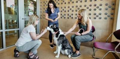 Dog reuniting with owner