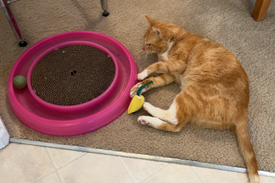 Captain Pearl the cat lying on his side at home next to a roller ball scratcher toy