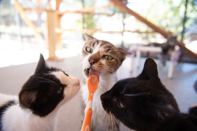 Forest the cat licking a yummy treat off an orange spoon, with two other cats around him