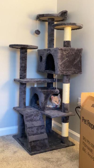 June the cat on a shelf of a large cat tree