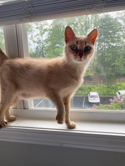 June the cat standing on a windowsill with one paw raised up a bit