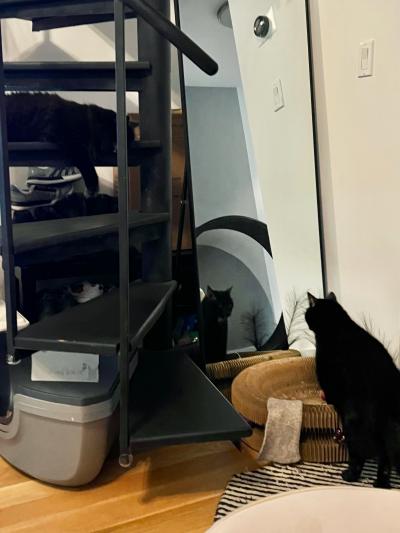 Shane in a room with two other cats, one up on a shelf