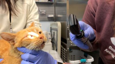 A veterinary professional giving Captain Pearl the cat an eye exam