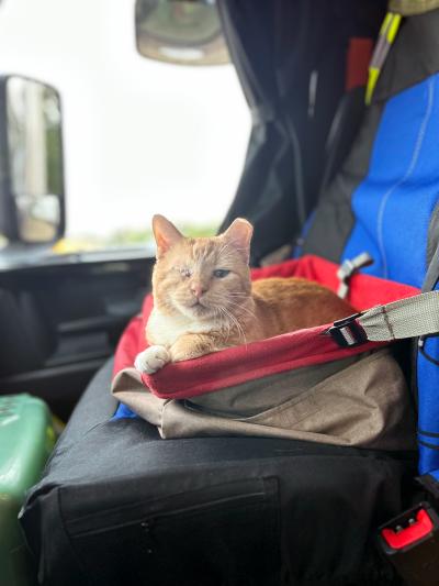 Captain Pearl the cat lying in a seat in the truck