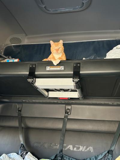 Captain Pearl the cat lying up on a shelf in the truck