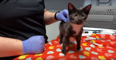 Coraline the kitten getting a veterinary check-up