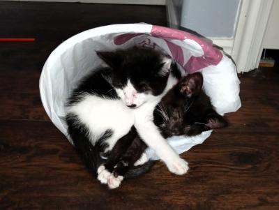 Coraline the kitten snuggling in a bed with another kitten in her foster home
