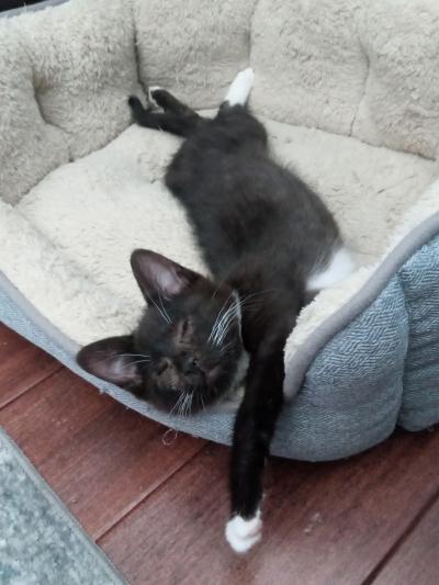 Coraline the kitten stretched out sleeping on a cat bed
