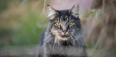 Gray Tabby Cat in Field