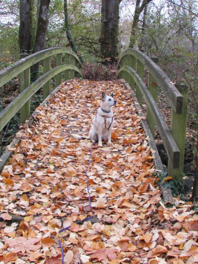Raquel the dog on a leaf-covered bridge