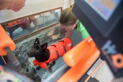 Yazh the puppy doing hydrotherapy treatment, wearing an orange life vest, with a person behind her