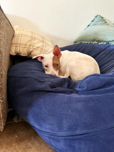 Silver Sword the dog lying on a large blue dog bed