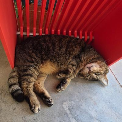 Singer the cat sleeping