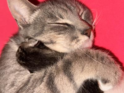 Eloise the cat cradling one of her very young kittens