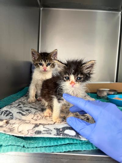 Pickle and chip the kittens looking bedraggled in a kennel, being touched by a gloved hand