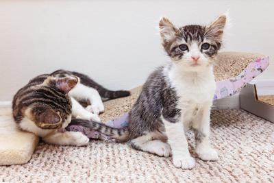 Pickle and Chip the kittens, with one sitting and the other playing with his/her tail