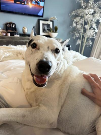 Frankie Giblin petting a foster dog