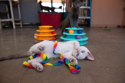 Dell the white kitten lying on his side with a rainbow colored fleece want toy draped on him and two roller ball toys behind him
