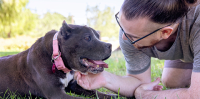 A person on the ground petting an older pit bull terrier type dog