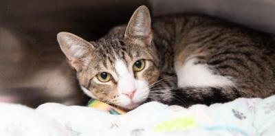Tabby and white cat lying on a pastel blanket