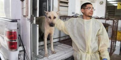 Intake worker with white German Shepherd type dog