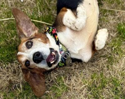 Josh Allen the dog lying down on the grass