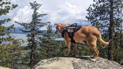 A side view of Plato the dog standing on a rock with trees, a mountain,, and a lake in the background