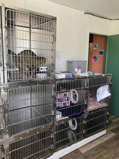 Kitten room at the Michigan Anti-Cruelty Society