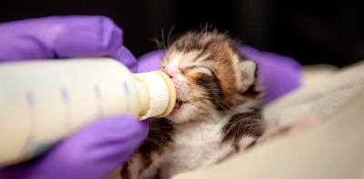 Gloved person bottle-feeding a neonatal kitten