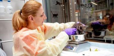 Volunteer weighing kitten