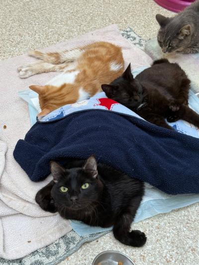 Licorice, Cubby and Otter the cats snuggling together on a blanket