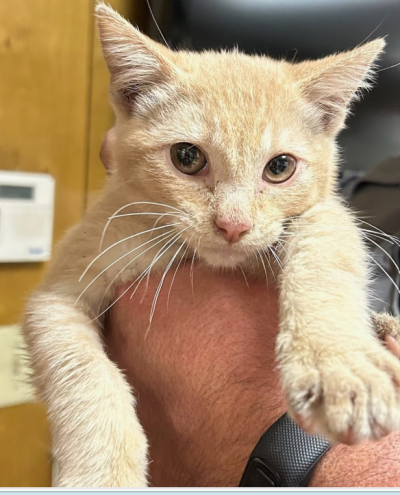 The buff-colored cat being held after being rescued
