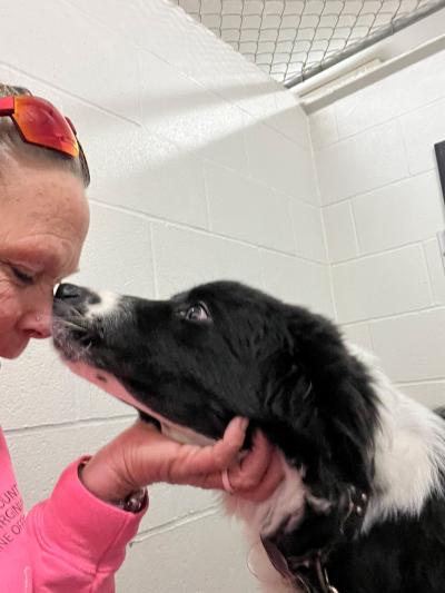 Black and white dog kissing Missy's nose
