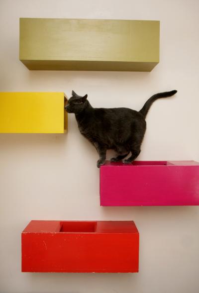 Cat on one of four box shaped shelves on a wall