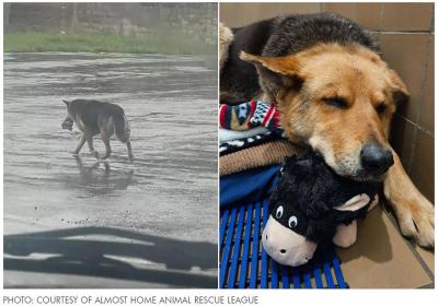 Collage of two photos of Nikki the German shepherd, one walking in the rain with her toy and the other lying on a toy after being rescued